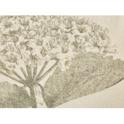 Zestaw 2 poduszek dekoracyjnych ROSEMARY Bawełna 45 x 45 cm Oliwkowy Wzór kwiatowy Zestaw 2 poduszek dekoracyjnych ROSEMARY Bawełna 45 x 45 cm Oliwkowy Wzór kwiatowy